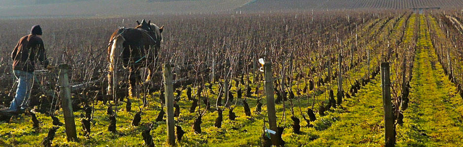 Galeria do Vinho 2