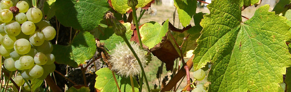 Domaine de Montcy